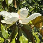 Magnólia veľkokvetá (Magnolia grandiflora) ´GALLISONIENSIS´ - výška 250-270 cm, kont. C25L, obvod kmeňa 6/8 cm - NA KMIENKU